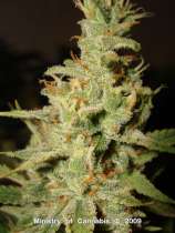 Ministry of Cannabis - Ipot strain photo