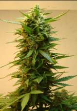 Onyx strain photo