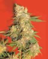 Aurora B strain photo