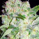 AK-49 strain photo