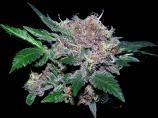 Vertigo strain photo