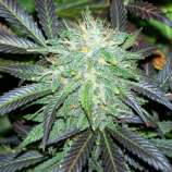 Black Budha strain photo