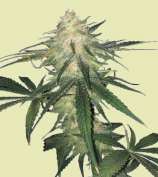Runtz Auto strain photo