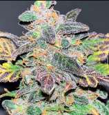 Heartless Creature strain photo