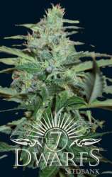The 7 Dwarfs - Collosus strain photo