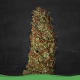 Green Flash strain photo