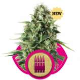 Royal AK strain photo