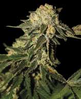 Super Mandarina strain photo