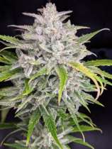 Triks Auto strain photo