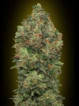 Advanced Seeds - Auto Critical Soma strain photo