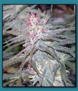 Cherry Bomb strain photo