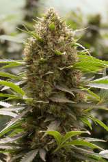 Amnesia Kush strain photo