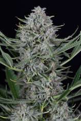 Cookies Autoflowering strain photo