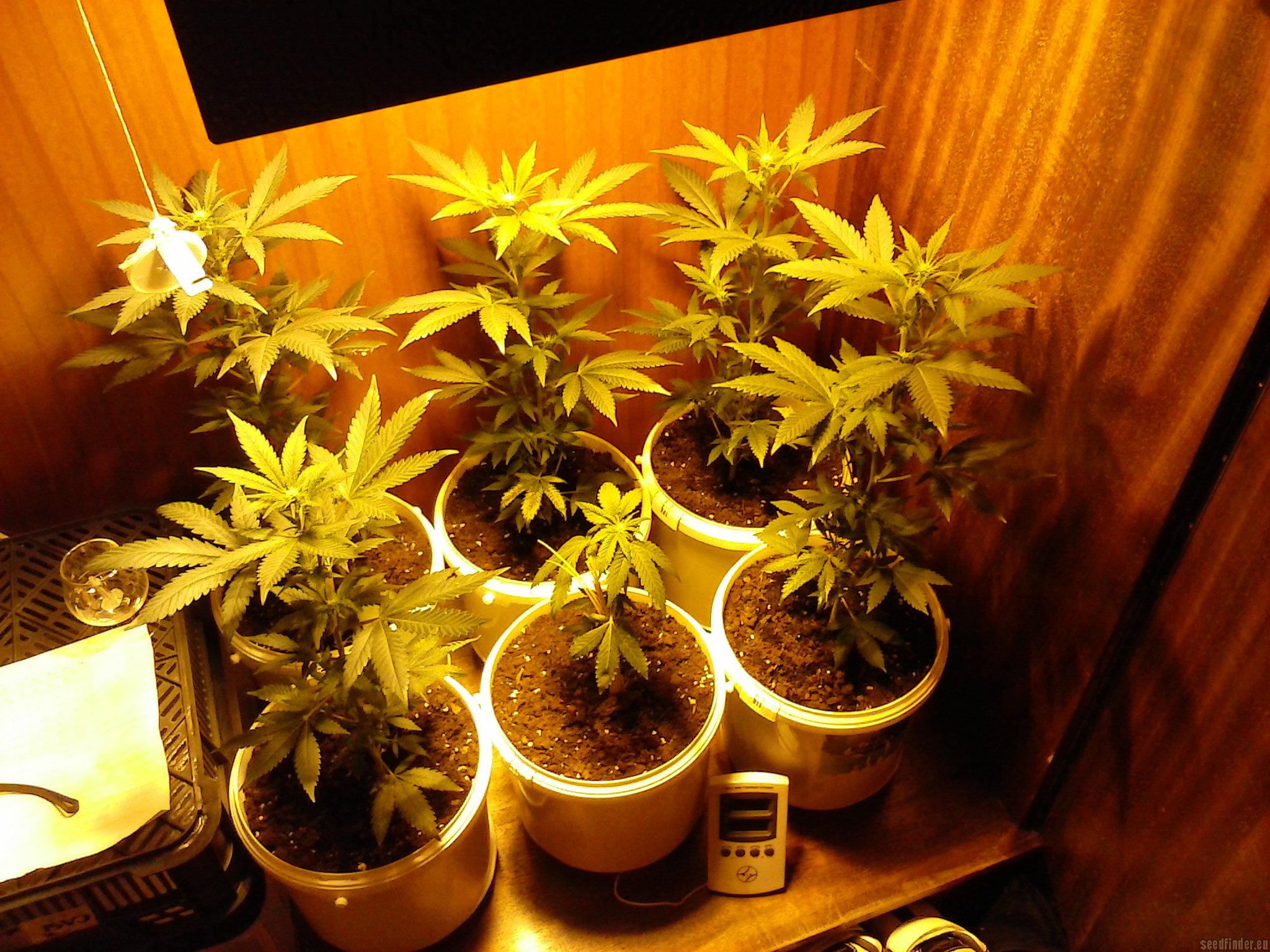 White Widow strain photo