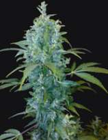Kabala strain photo