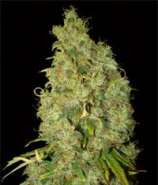 Northen Light x Skunk strain photo