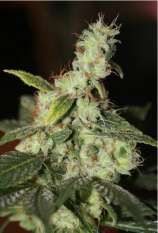 White Diesel strain photo