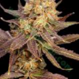 Bulk Seed Bank - Lavender strain photo
