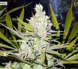 Super Silver Haze strain photo