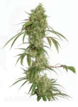 Ocean's Twelve Haze strain photo