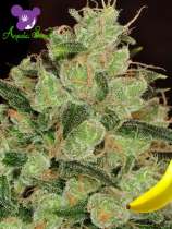 Banana Kush strain photo
