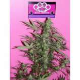 1995 Sensi Star Sativa strain photo