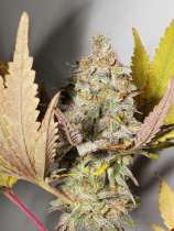 1000 Mile Stare strain photo