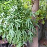 Bash strain photo
