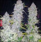 Jaffa Caked Cookies strain photo