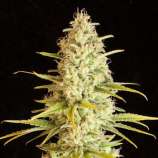Critical VIP strain photo