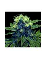 Great White Shark strain photo