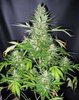 Masterkush x Skunk strain photo