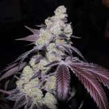 Chem Cookies strain photo