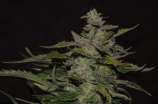 Blueberry 99 strain photo