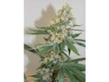 Silver Mountain strain photo