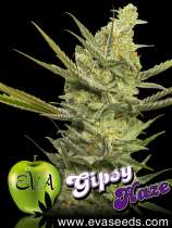 Gipsy Haze strain photo