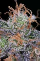 TGA Subcool Seeds - Ripped Bubba strain photo