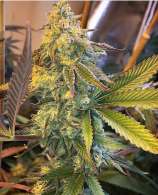 5th Dimension strain photo