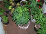 Pacific G13 strain photo