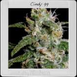 Cindy's 99 strain photo