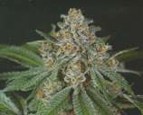 Doja Bubba Berry strain photo