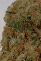 Ministry of Cannabis - Kandahar strain photo
