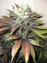 Kaligria strain photo
