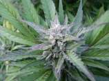 Blueberry strain photo