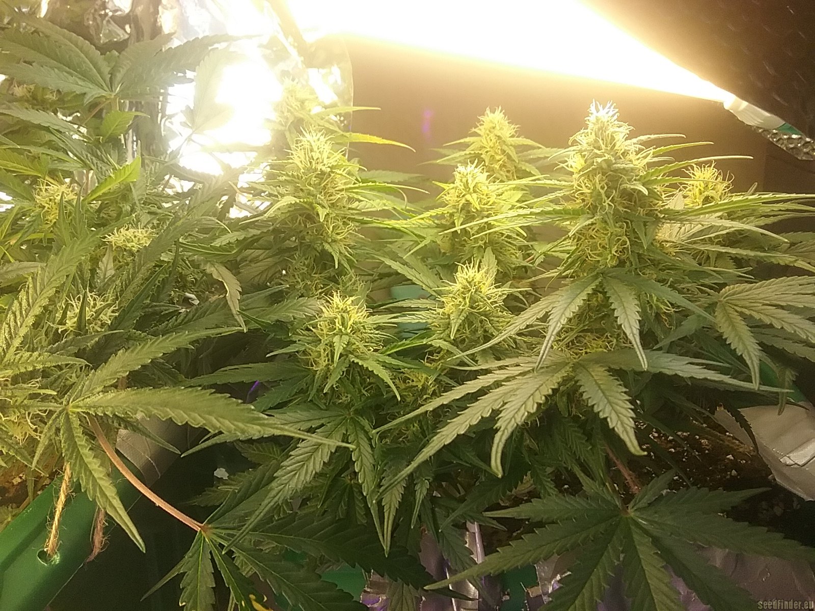 Automatic Amnesia strain photo