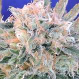 Auto Blueberry Ghost OG strain photo