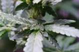MetaLeaf Donbass strain photo