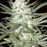 Bulk Seed Bank - Early Skunk strain photo