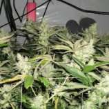 BC Rockstar strain photo