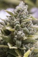 OG Kush Auto strain photo